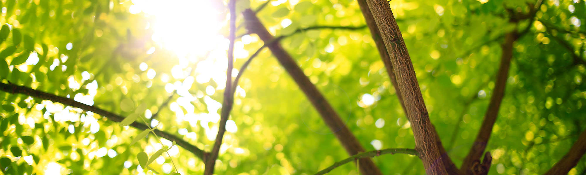 /storage/photos/1/BANNER HEADER ORGONITE/sdfsdfsdfsdf(FILEminimizer).jpg